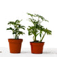 2 Different Schefflera Plants Variety Pack - 4" Pot