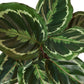 Calathea Roseopicta 'Medallion' - 6" Pot - NURSERY POT ONLY