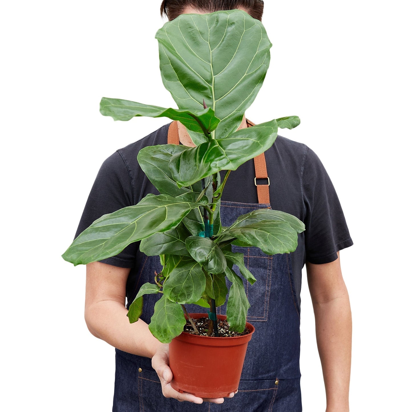 Ficus Lyrata 'Fiddle Leaf Fig' - 6" Pot - NURSERY POT ONLY
