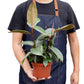 Ficus Elastica 'Tineke' - 6" Pot - NURSERY POT ONLY