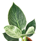 Philodendron 'Birkin' - 4" Pot - NURSERY POT ONLY