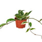 Hoya Carnosa 'Tricolor' - 4" Pot - NURSERY POT ONLY