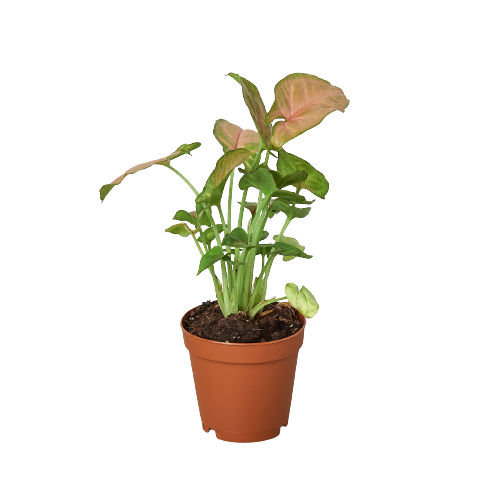 Syngonium Strawberry -  4" Pot