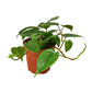 2 Philodendron Variety Pack - 4" Pots