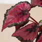 Begonia 'Rex' - 4 Pack Variety