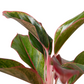 Chinese Evergreen 'Red Siam'
