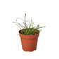 Hoya 'Grass Leafed' - 4" Pot