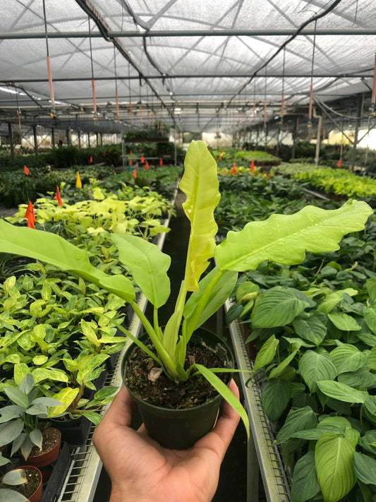 Philodendron 'Ring of Fire Gold'