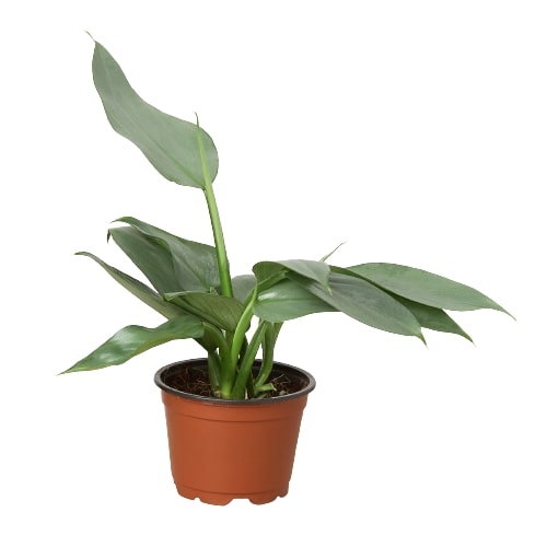 Philodendron 'Silver Sword'