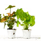 2 Syngonium Variety (Arrowhead Plant) / 4" Pot / Live Plant