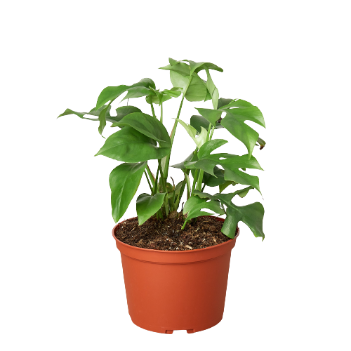 Philodendron Mini Monstera Minima - 6" Pot - NURSERY POT ONLY