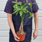 Money Tree 'Guiana Chestnut' Pachira Braid - 6" Pot - NURSERY POT ONLY
