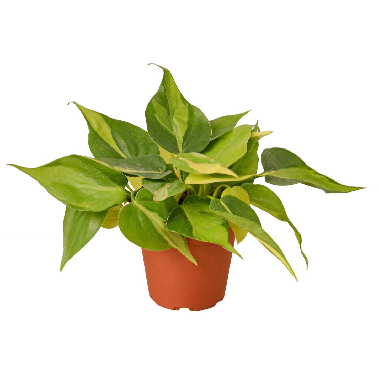 2 Philodendron Variety Pack - 4" Pots