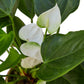 Anthurium 'White' - 4" Pot - NURSERY POT ONLY