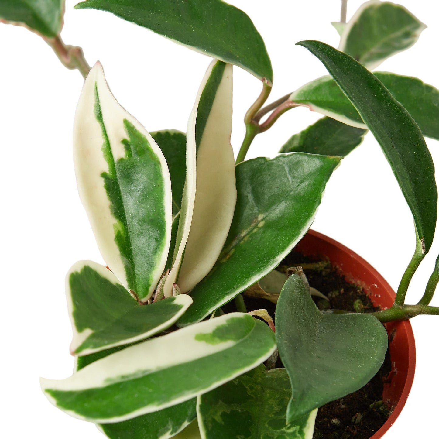 Hoya Carnosa 'Tricolor' - 6" Pot - NURSERY POT ONLY