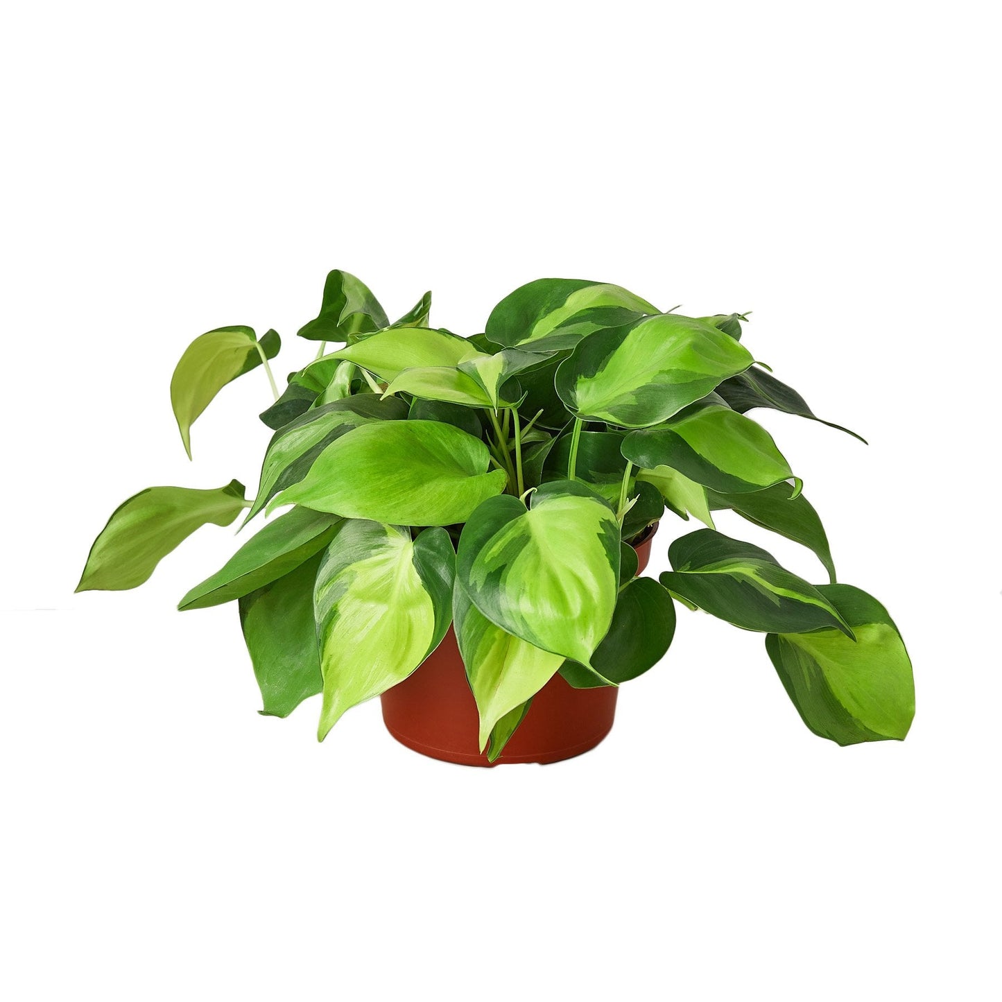 Philodendron 'Brasil' - 4" Pot - NURSERY POT ONLY